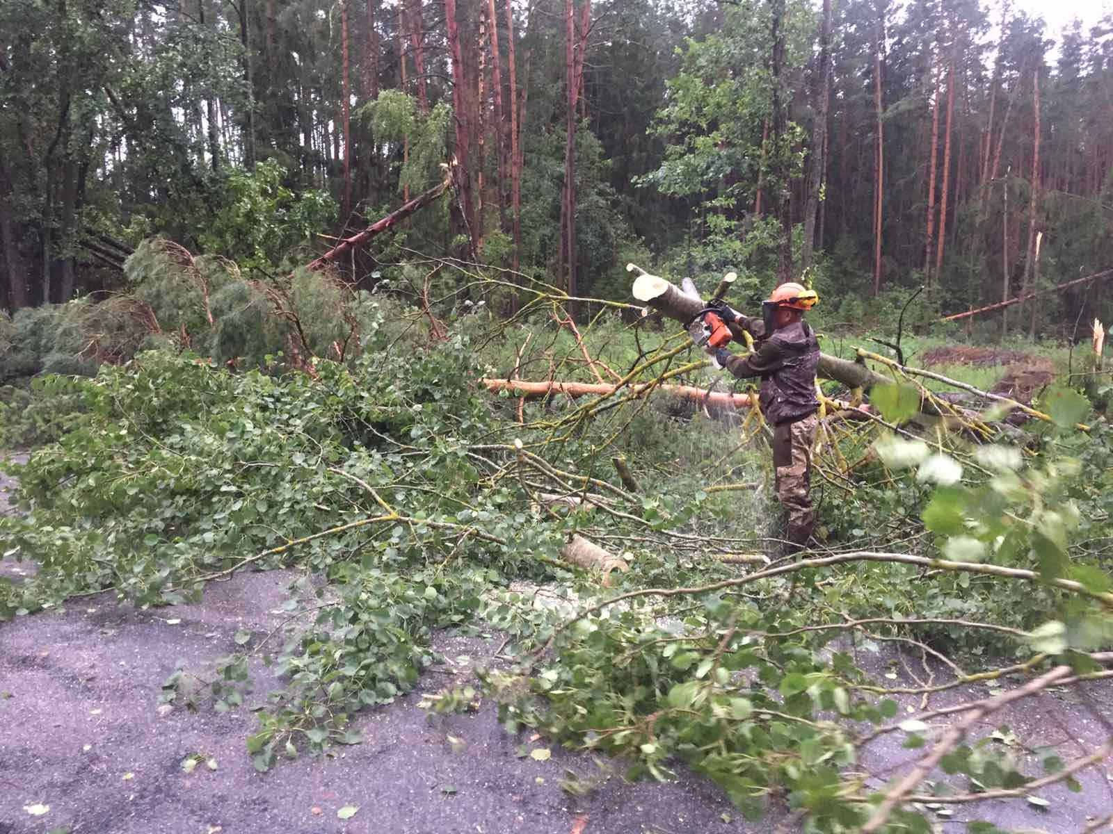 бурелом уборка 2024