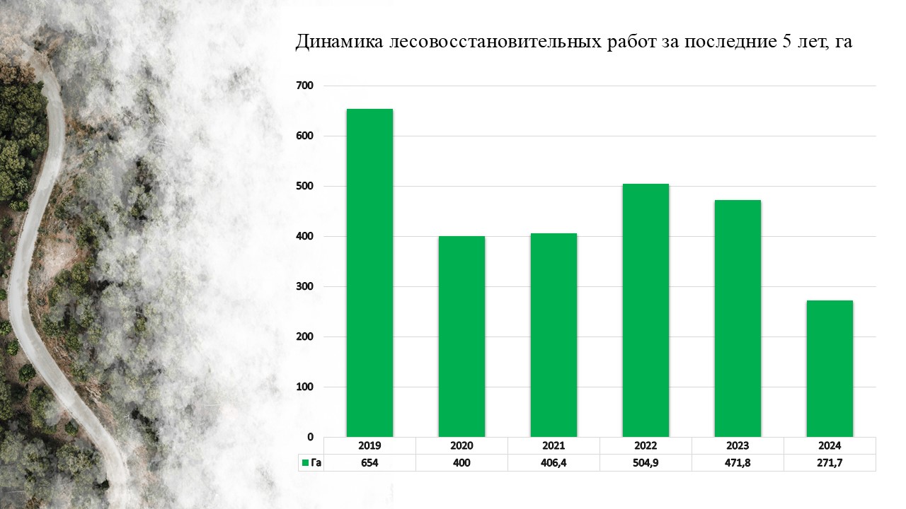 лесовост 2024 на сайт